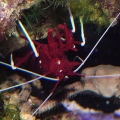 Fire Shrimp  ( Doc ) as I call him