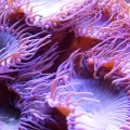 Long Tenticle Zoa