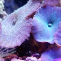 Purple Mushrooms