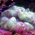 Green Brain