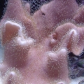 c3