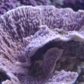 c4