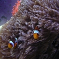 clownsinanthelia2