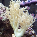 Soft_Coral