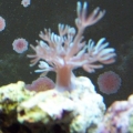 Soft_coral_2