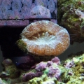 Soft_coral_3