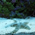 Star_fish