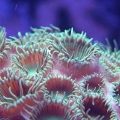 Hungry Zoas