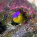 Dottyback