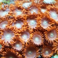 Orange Zoas