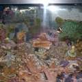 12 gal