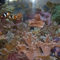12 gal reef