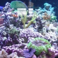 72 gal