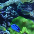 720 gal