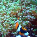 clowns & frogspawn