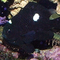 Domino Damsel