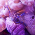 Sponge with Hermit Crab
