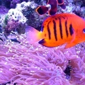 Maroon Clown and Flame Angel