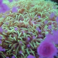 StarPolyps
