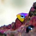 Scared to Death of the other fish