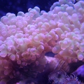 April30 Frogspawn