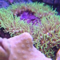Star Polyps