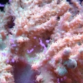ID THIS PLEASE