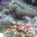 Bruce The Blenny