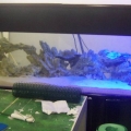 Reef Tank