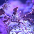 Decorator Crab
