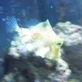 Humpback Turretfish