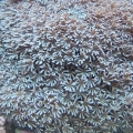 Pipe Organ Coral
