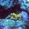 Yellow Zoos