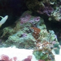 Fire Fish and Friends :)