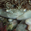 Unknown crab