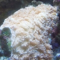 Unknown Coral