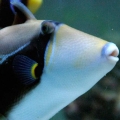 Humu Rectangle Triggerfish