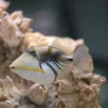 Humu Picasso Triggerfish
