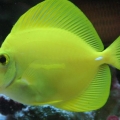 Yellow Tang