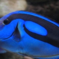 Blue Tang