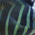 Sailfin Tang