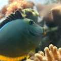 Naso Tang