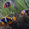 Apercula Clown Fish