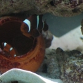 Yellowstripe Maroon Clownfish