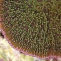 Green/Purple rimed CAP