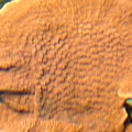 Ornge/Orange CAP