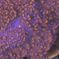 Brown/Purple CAP