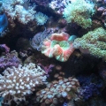Ruben's Aquarium in Nipomo Ca
