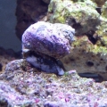 Turbo_snail
