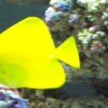 Yellow_Tang